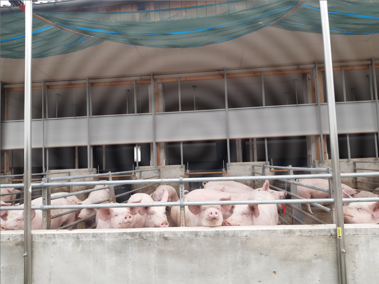 Schweine mit Auslauf beim Pig Port_mit Wasserzeichen